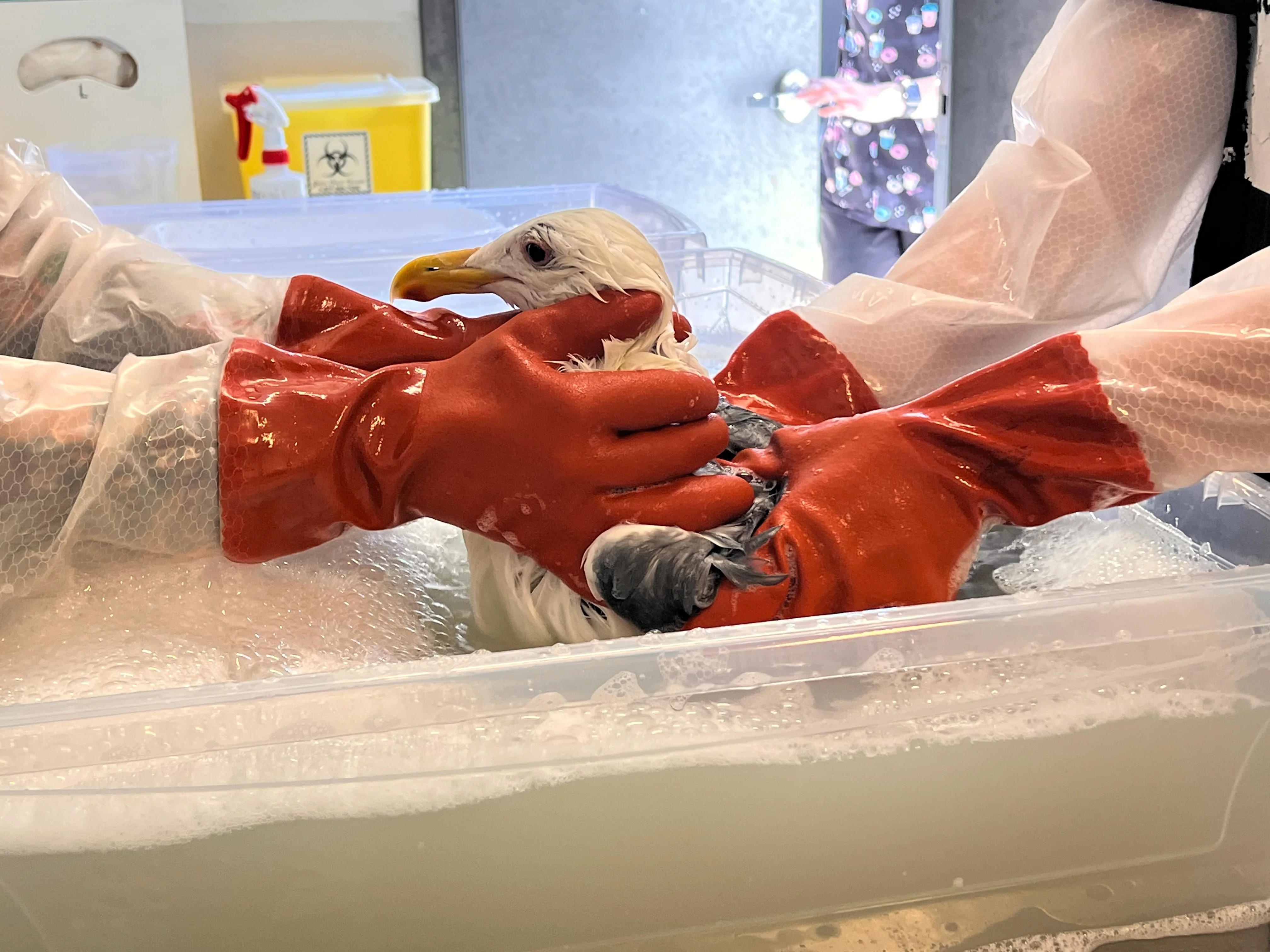 Oil spill bath for a bird - Image 5