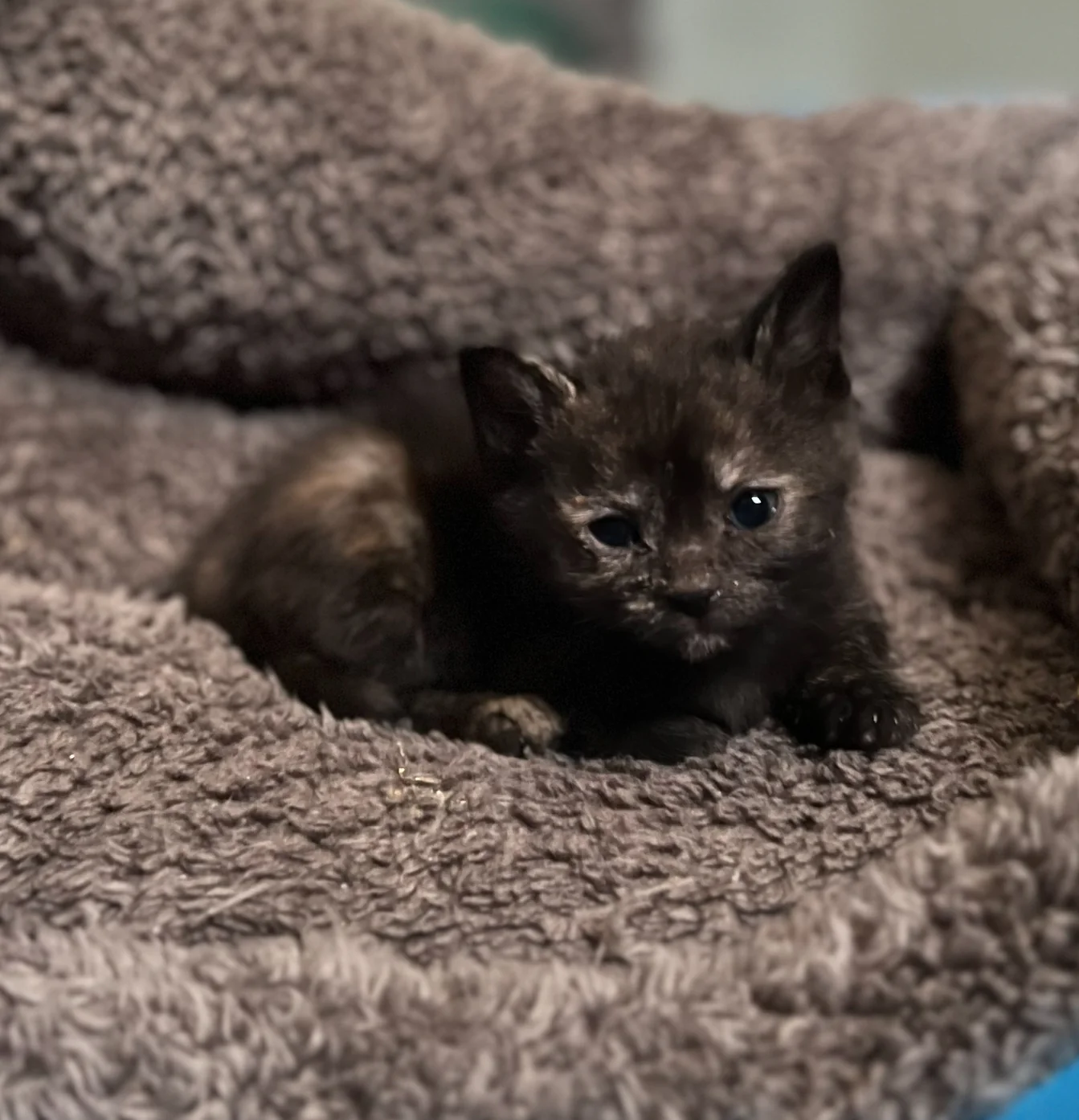 Love for an Orphan Kitten - Image 3