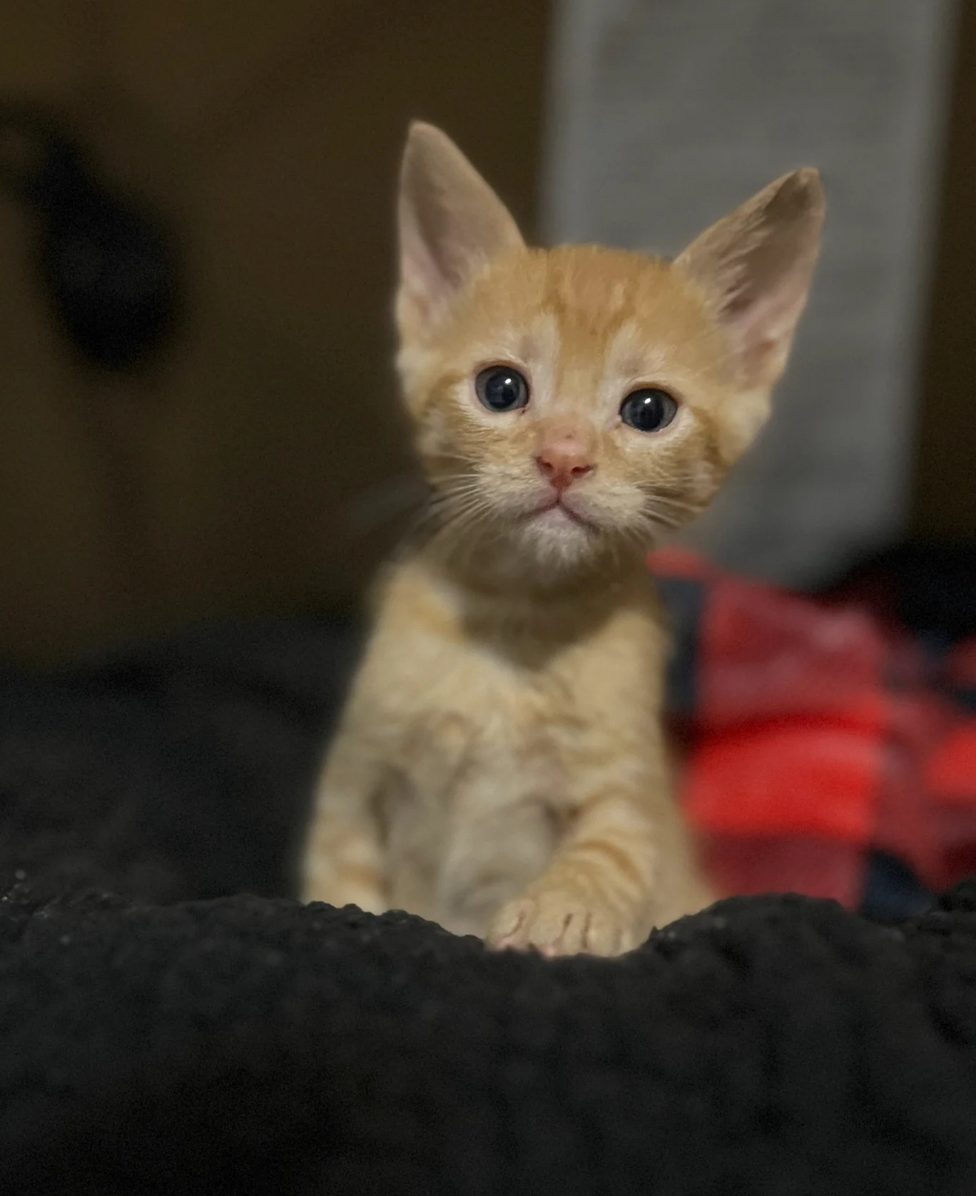 Love for an Orphan Kitten - Image 4