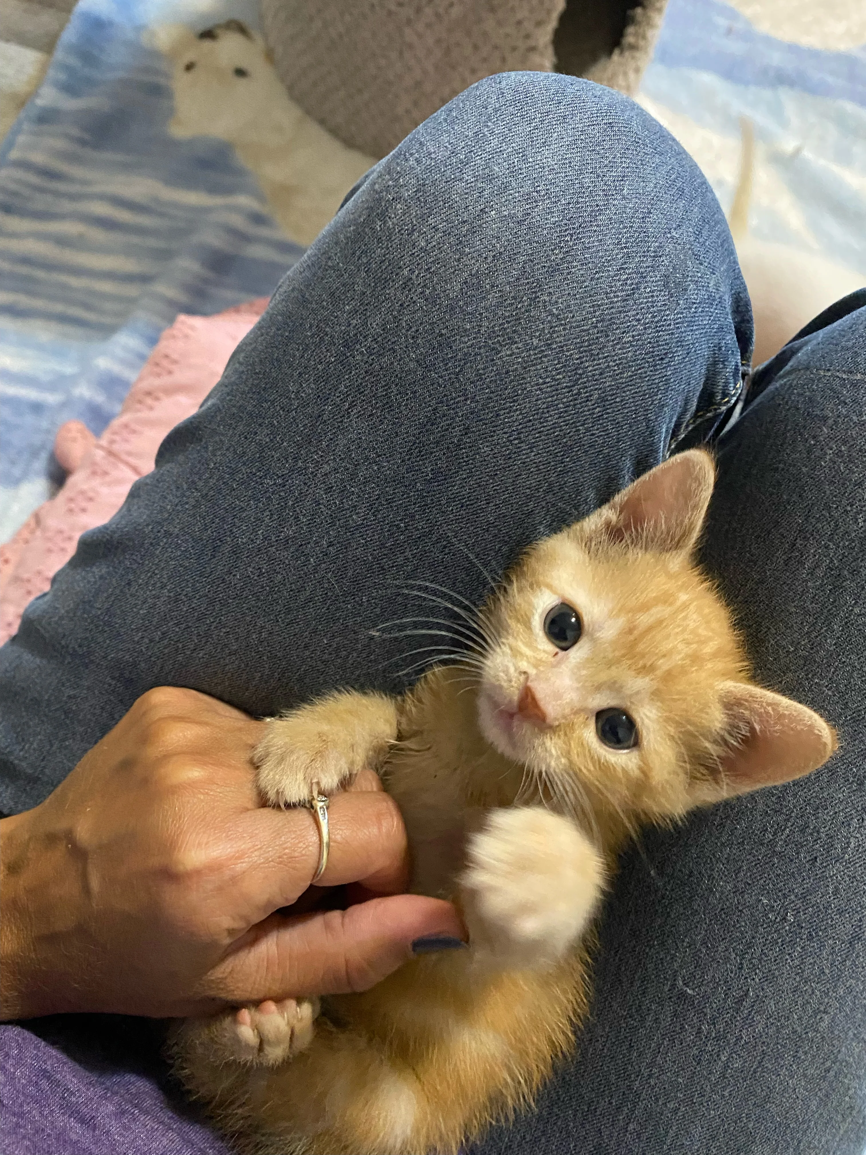 Love for an Orphan Kitten - Image 5