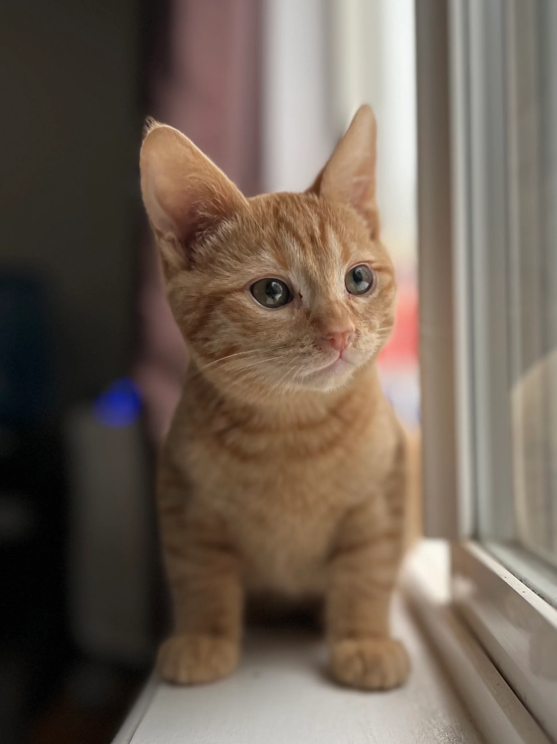 Love for an Orphan Kitten - Image 6