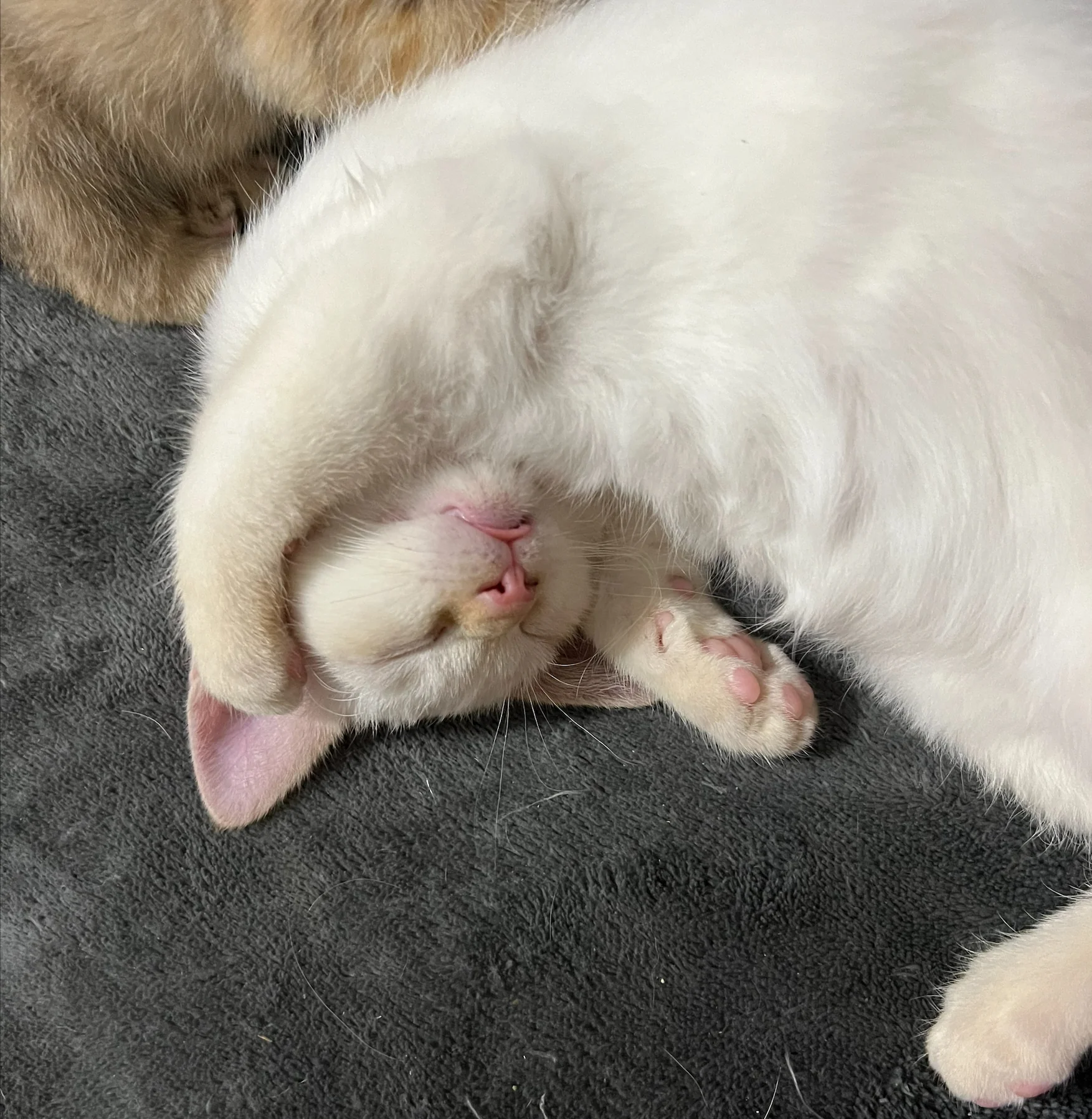 Love for an Orphan Kitten - Image 7