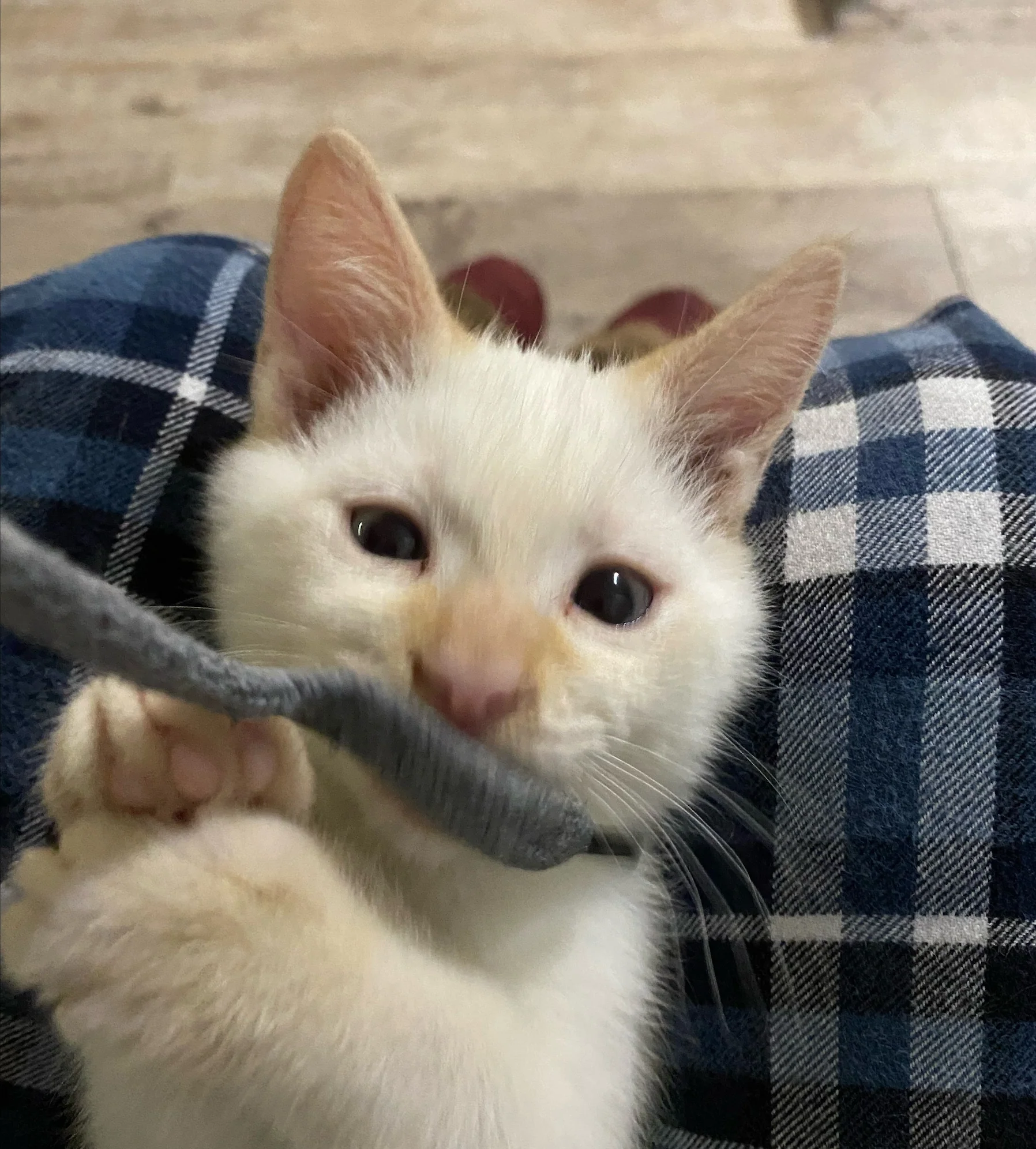 Love for an Orphan Kitten - Image 8