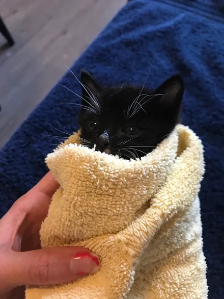 Orphaned Kitten Formula (1 Litter, 1 week) - Image 3