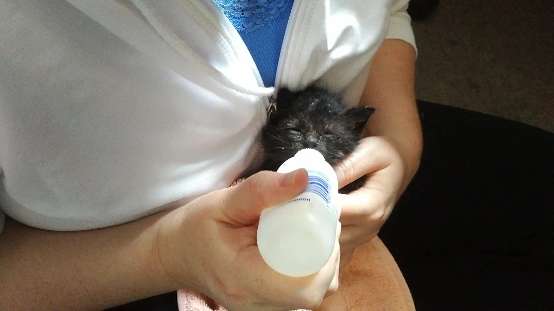 Orphaned Kitten Formula & supplies (for a litter for 1 day) - Image 3