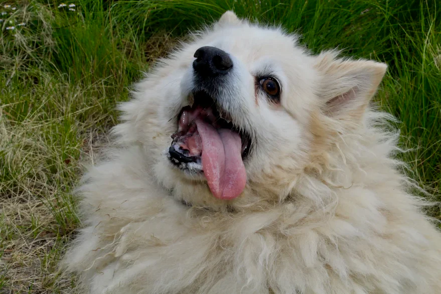 Physiotheraphy treatment (dog) - Image 3