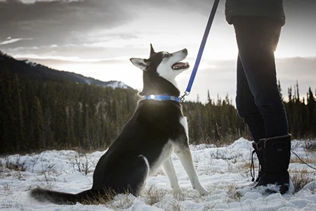 Poppin' Light - Image 3