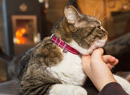 Primary Kitty Breakaway Collar - Image 3