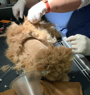 Rescue and recovery care for a day - Image 4