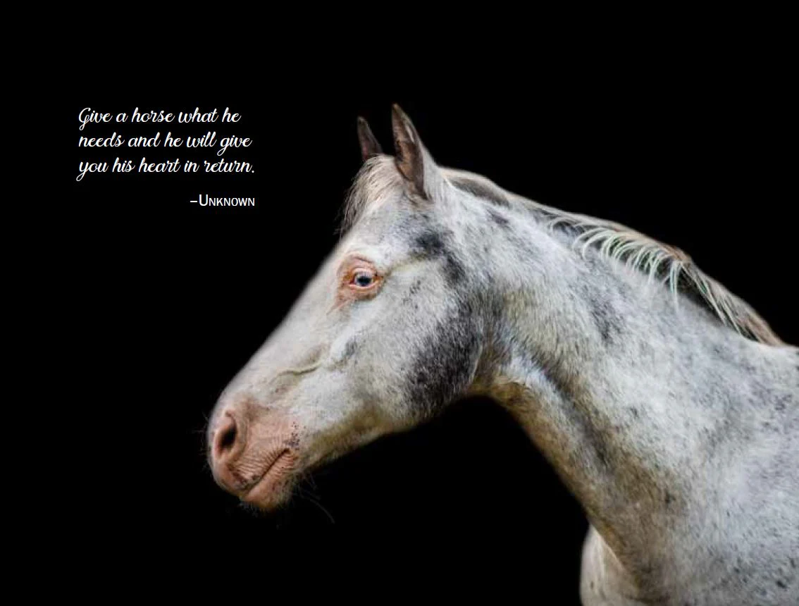 Rescue Me - Horse Book - Image 3