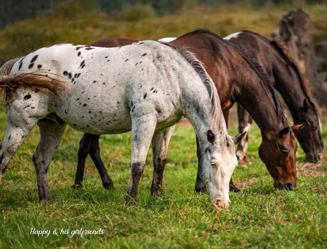 Rescue Me - Horse Book - Image 4