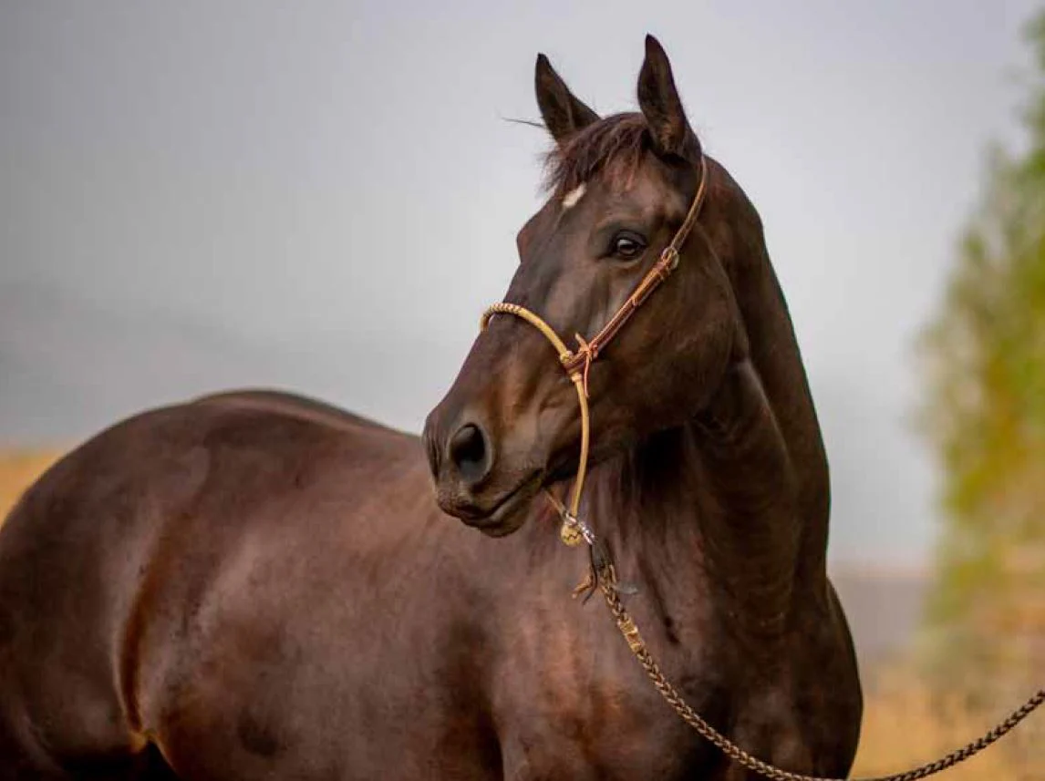 Rescue Me - Horse Book - Image 5