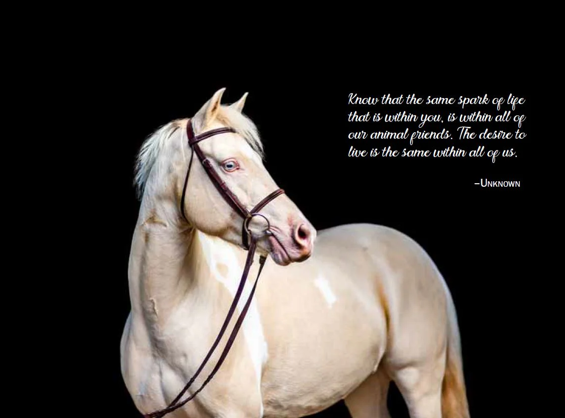 Rescue Me - Horse Book - Image 6