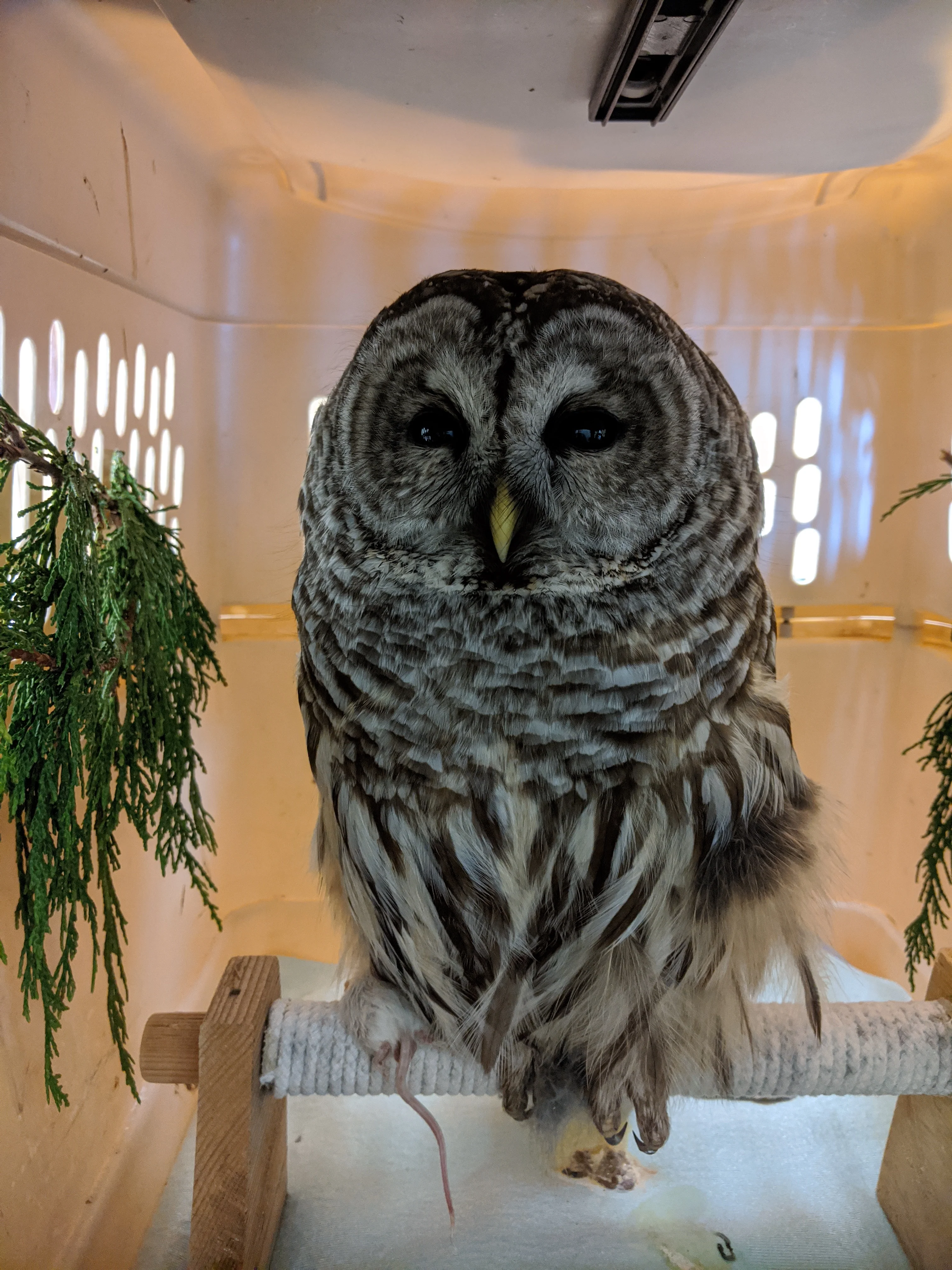 Poison Test - Image 4