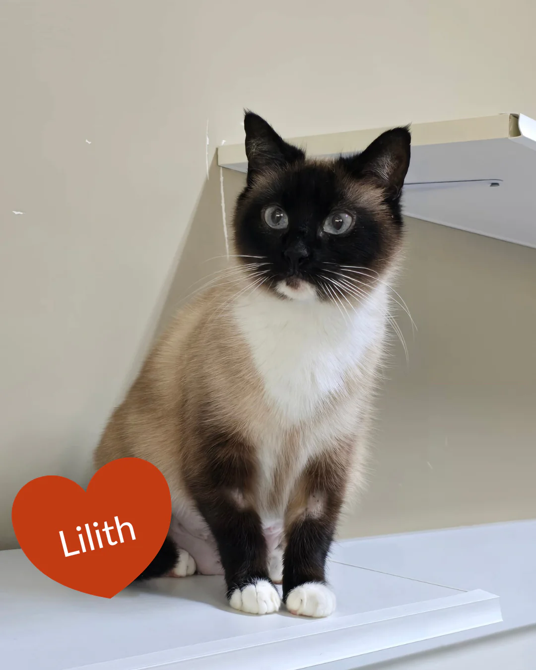 Send a Valentine - Image 9