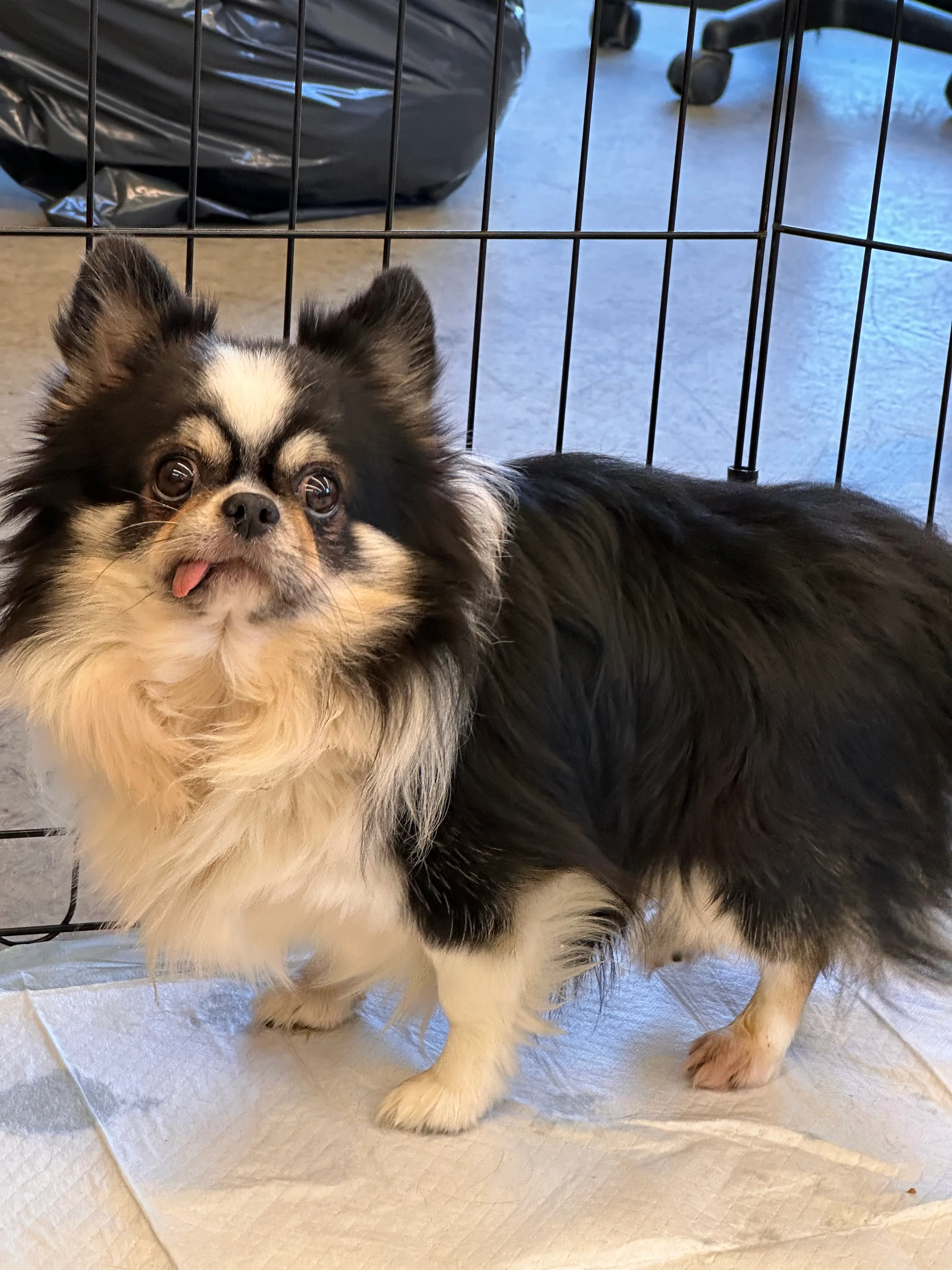 Dog Senior Care - Image 3