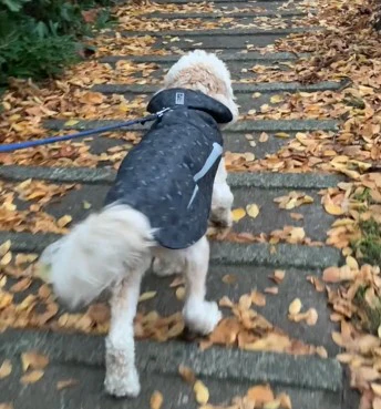 Shasta Coat - Image 4