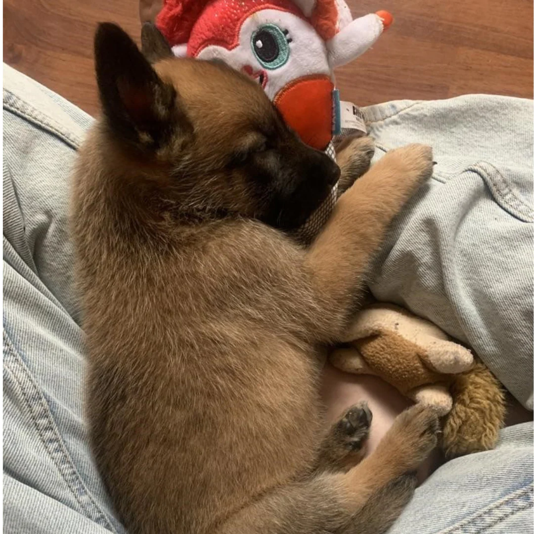 Special Needs Animal Care - Image 3