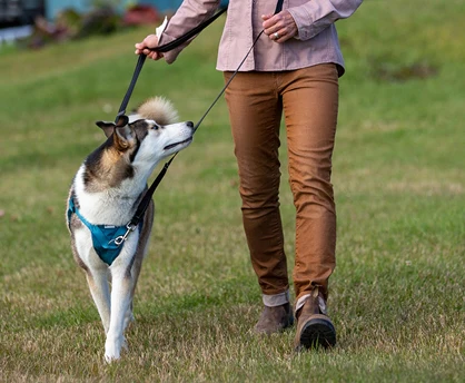 Tempo No Pull Dog Harness - Image 3