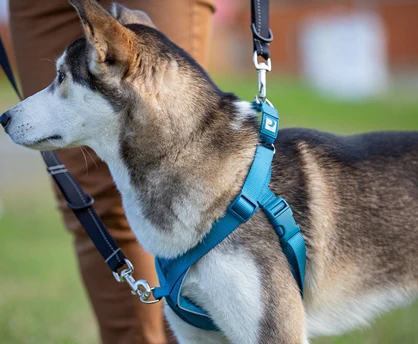 Tempo No Pull Dog Harness - Image 4