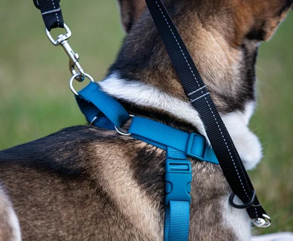 Tempo No Pull Dog Harness - Image 5