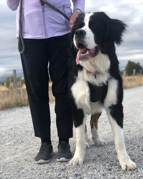 Tempo No Pull Dog Harness - Image 7