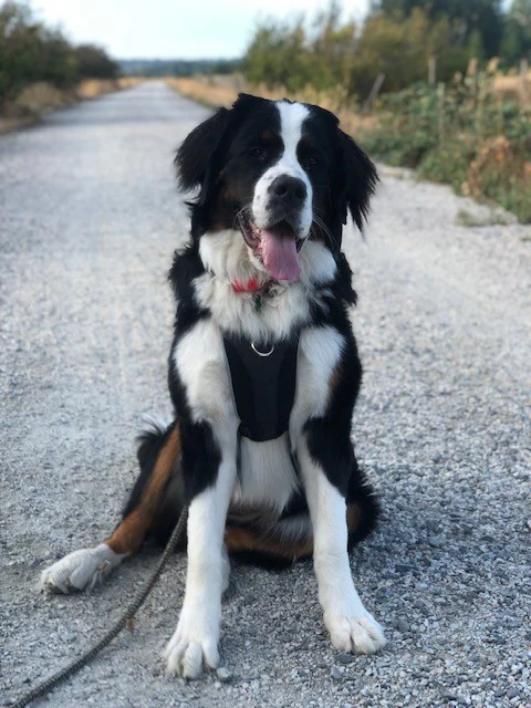 Tempo No Pull Dog Harness - Image 8