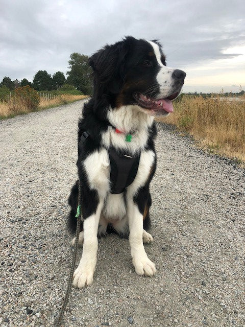 Tempo No Pull Dog Harness - Image 9