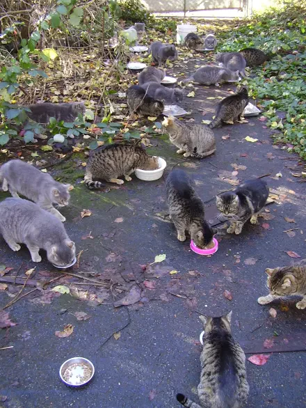 Trap Neuter Return - feral cat colony management - Image 3