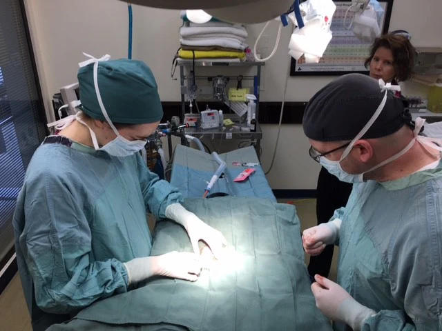 Trap Neuter Return - feral cat colony management - Image 4