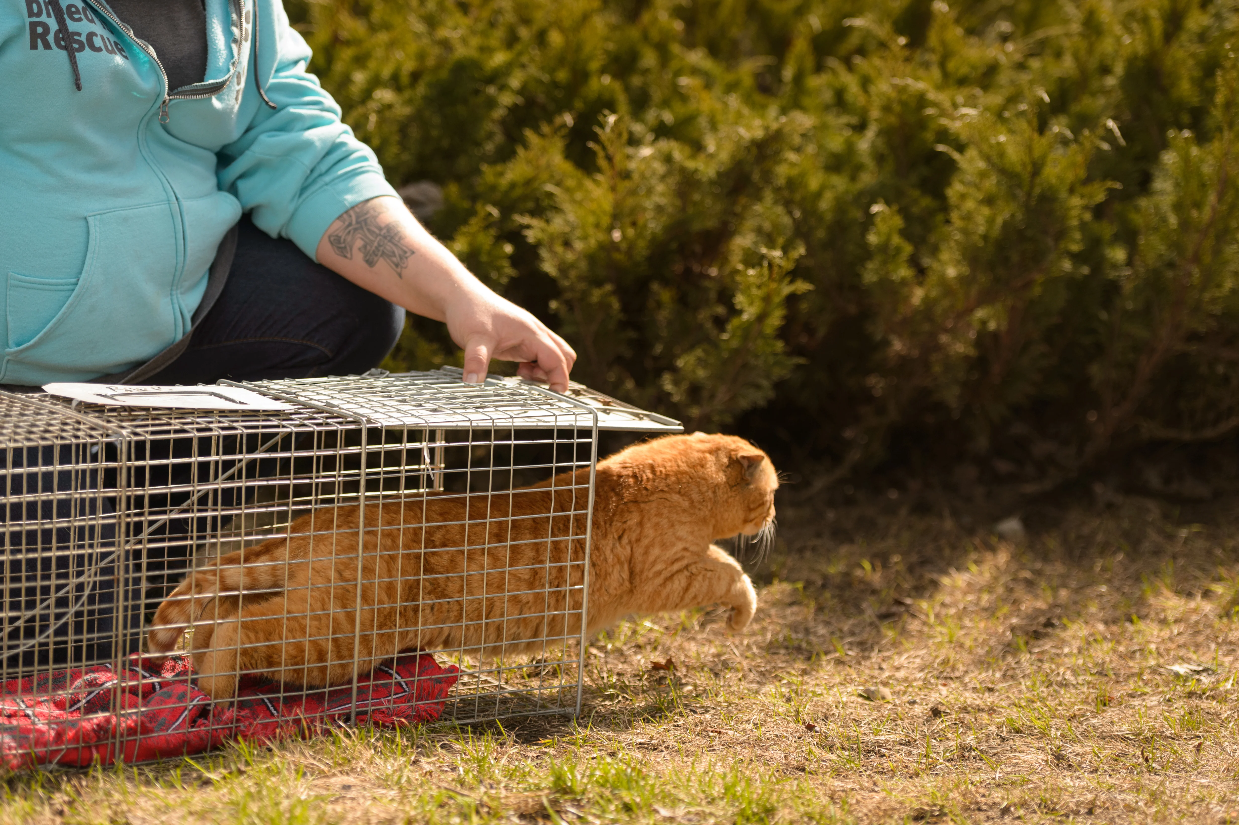 Trap Neuter Return - feral cat colony management - Image 5