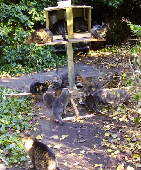 Trap Neuter Return - feral cat colony management - Image 6