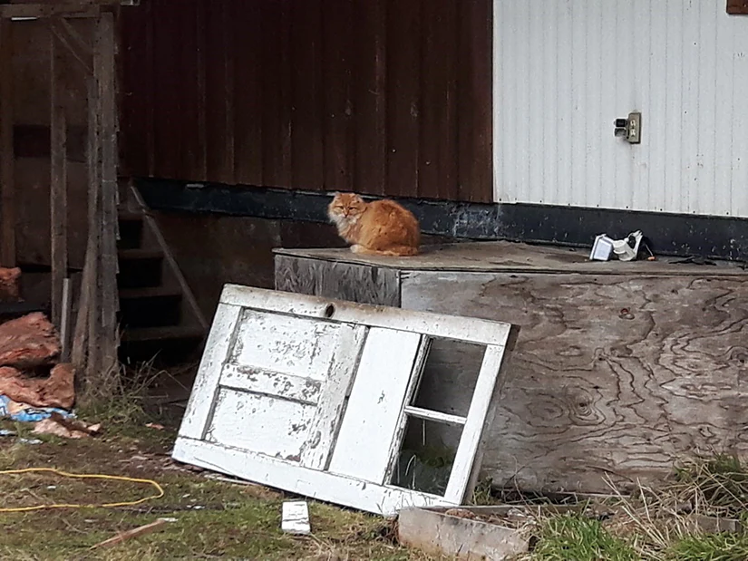 Trap Neuter Return - feral cat colony management - Image 9