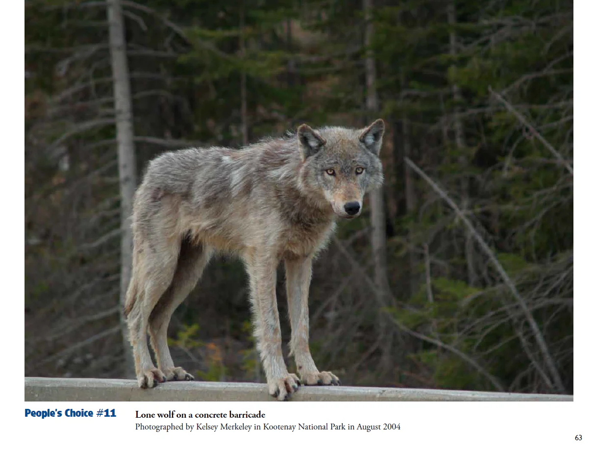 For the Love of Wildlife - Photo Book - Image 10