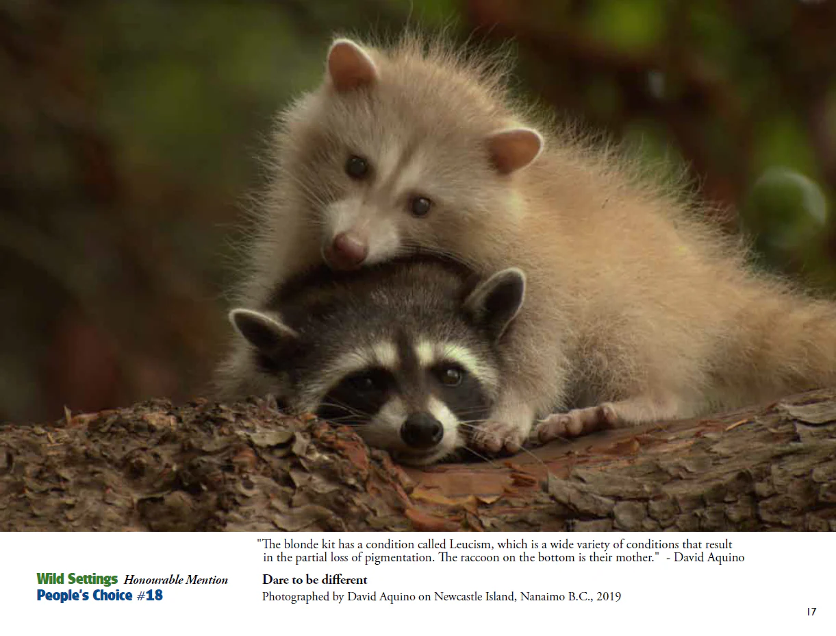 For the Love of Wildlife - Photo Book - Image 6