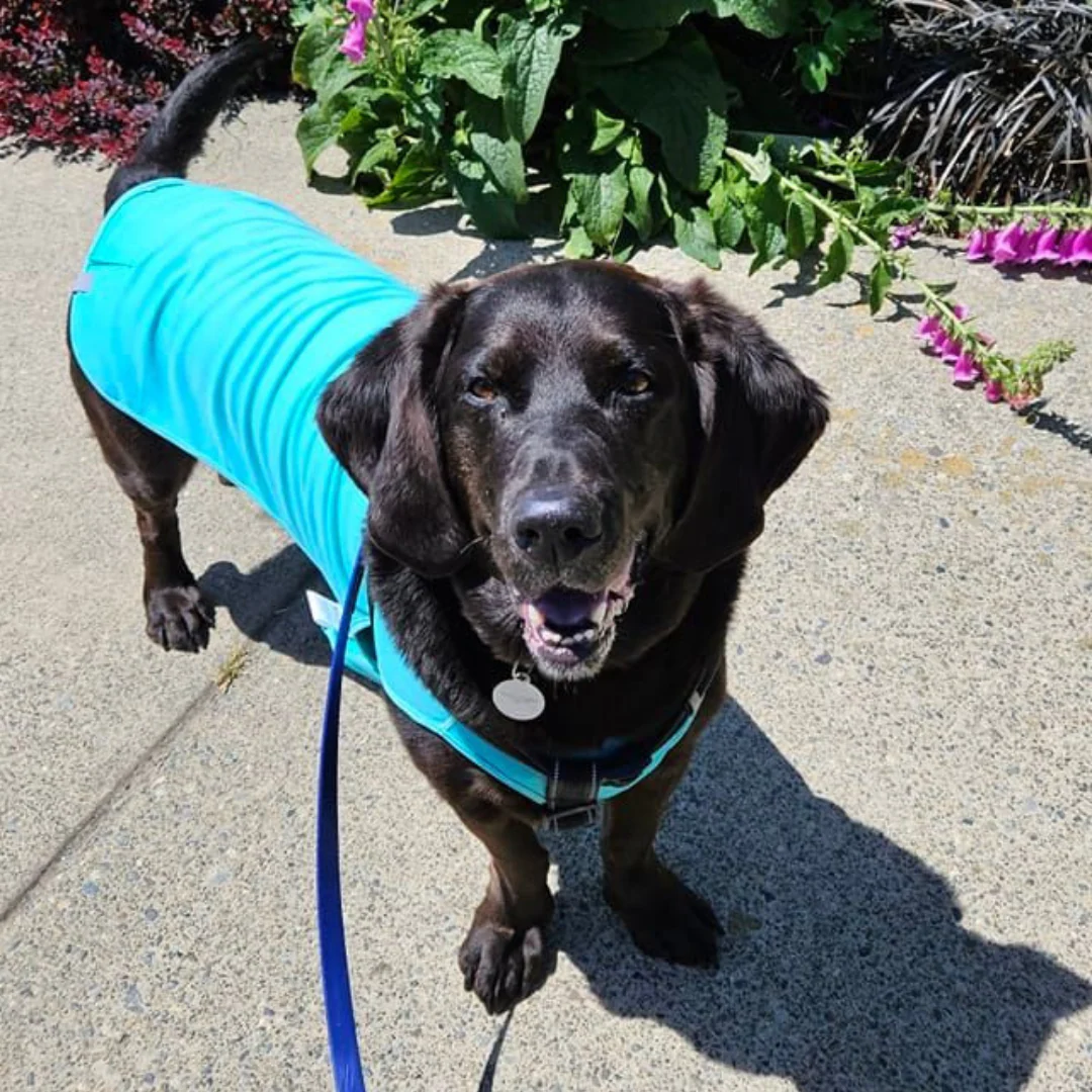 Zephyr Cooling Dog Vest - Image 6